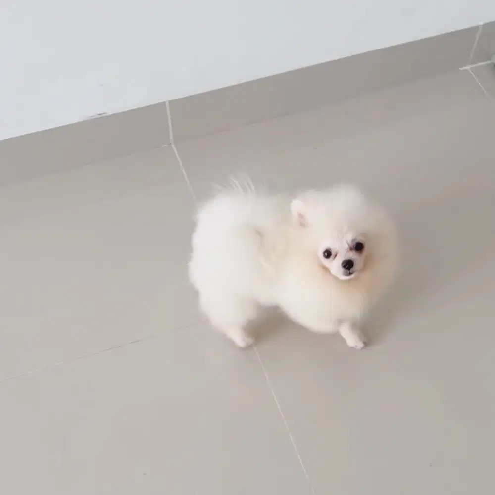 For Sale Puppy Pomeranian Bali