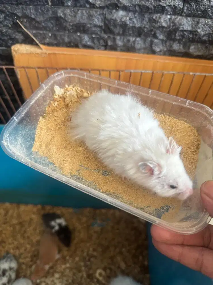 Hamster putih longhair