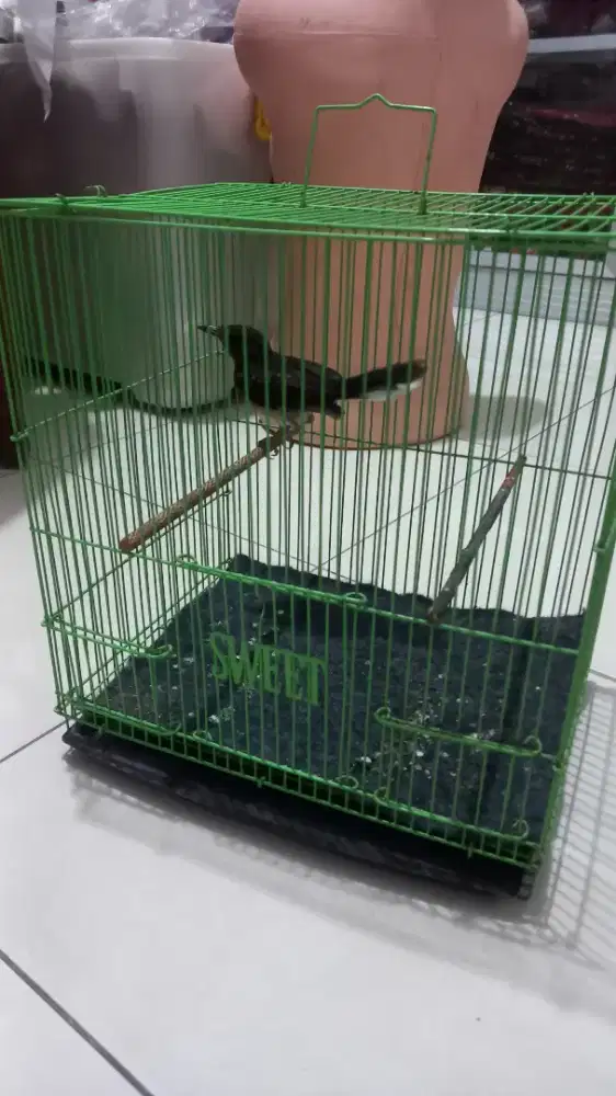 Jual murai batu