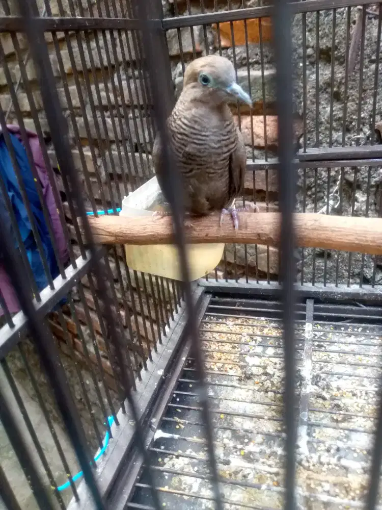 jual burung perkutut cemani bahan fullset