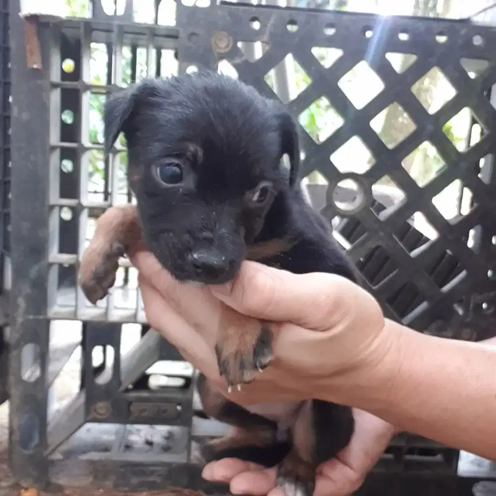Open Adopt!! Ganti uang makan saja (minat serius wa no di foto)