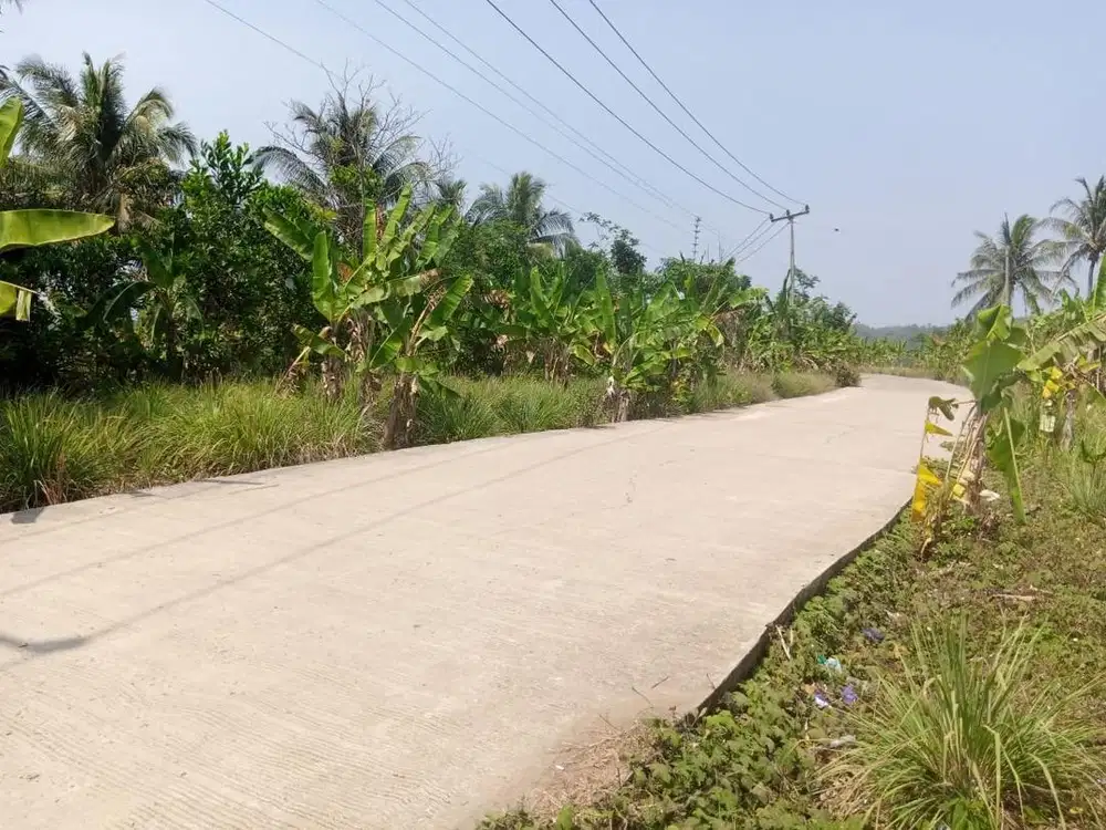 Dijual murah tanah cikadu tanjung jaya panimbang