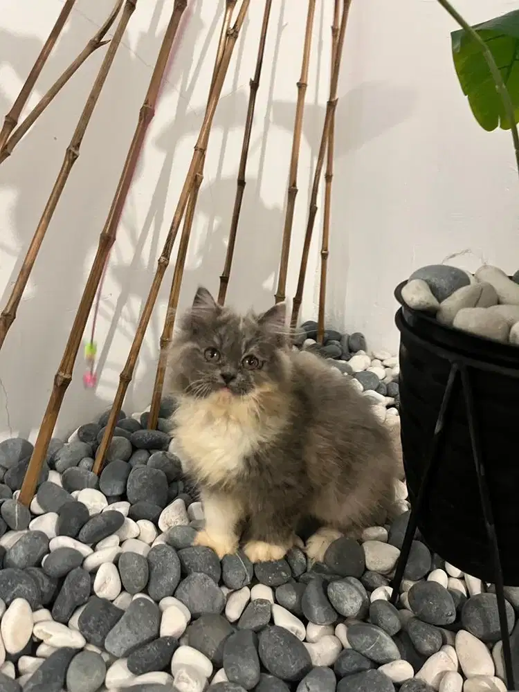 Kucing Persia Anggora Calicio 3Bulan