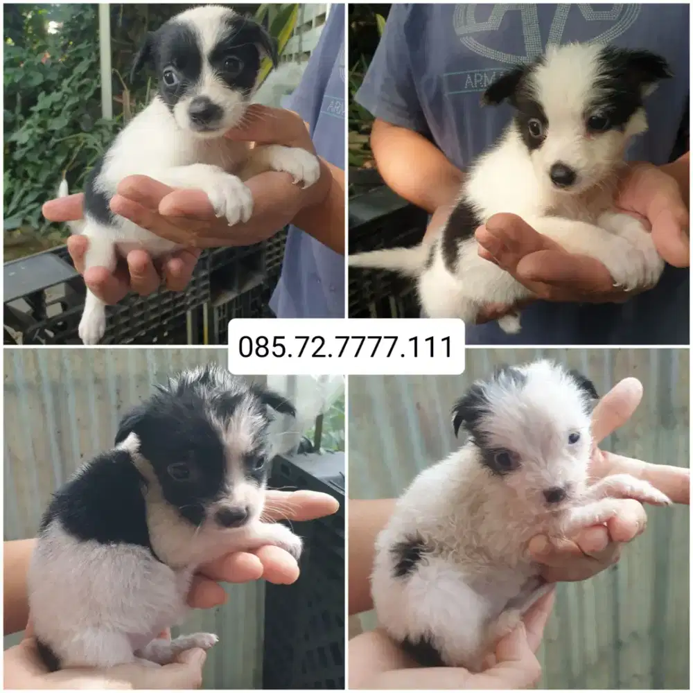 Open Adopt!! Ganti uang makan saja (minat serius WA no di foto)