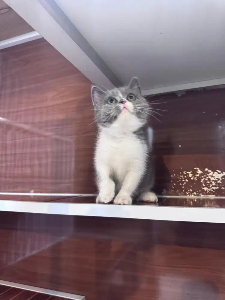 KUCING BSH BRITISH SHORTHAIR