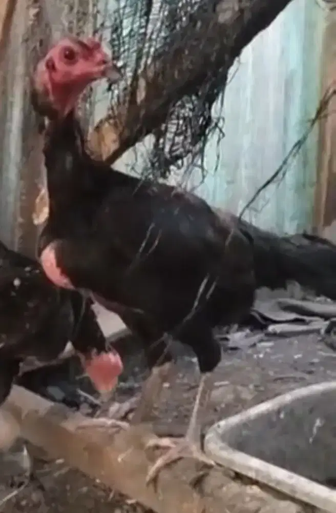 Ayam betina pama super