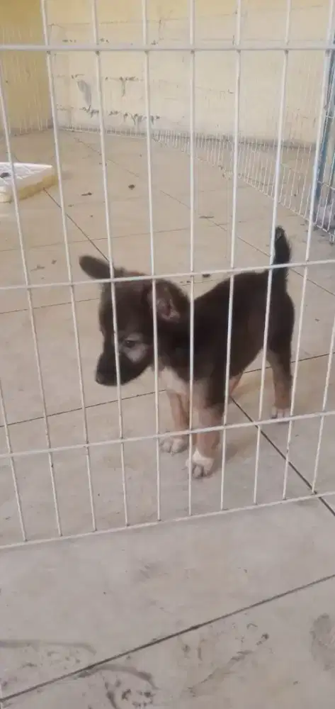 Anak Anjing Husky Mix