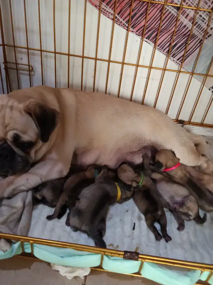 PUG open booking jantan betina