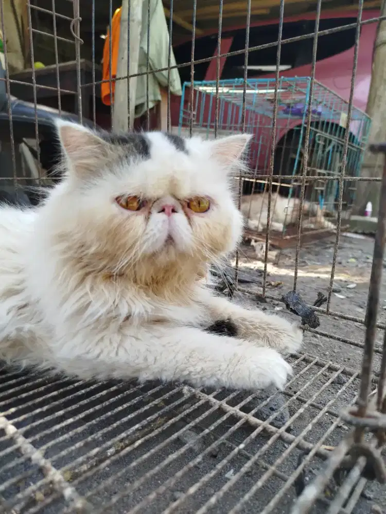 Jantan Peaknose black van