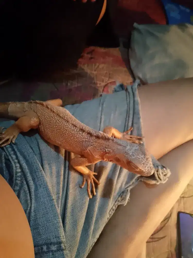Iguana super red 40cm