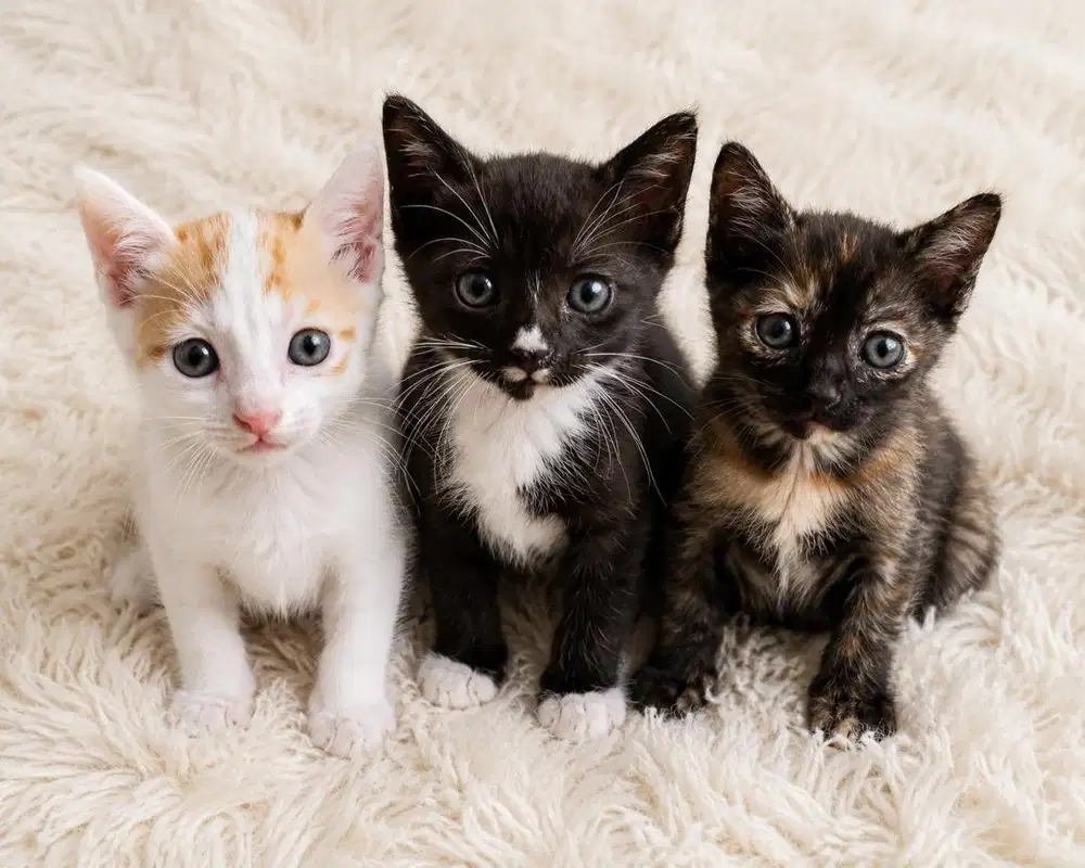 Adopsi kucing domestik