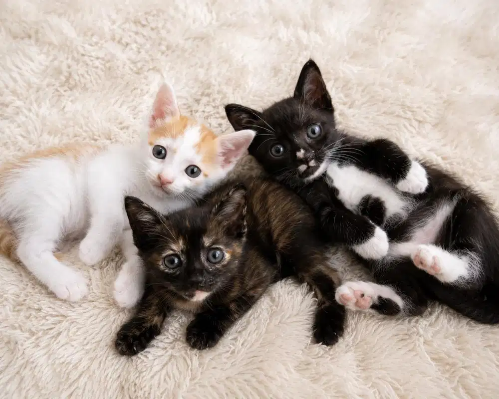Adopsi kucing gratis