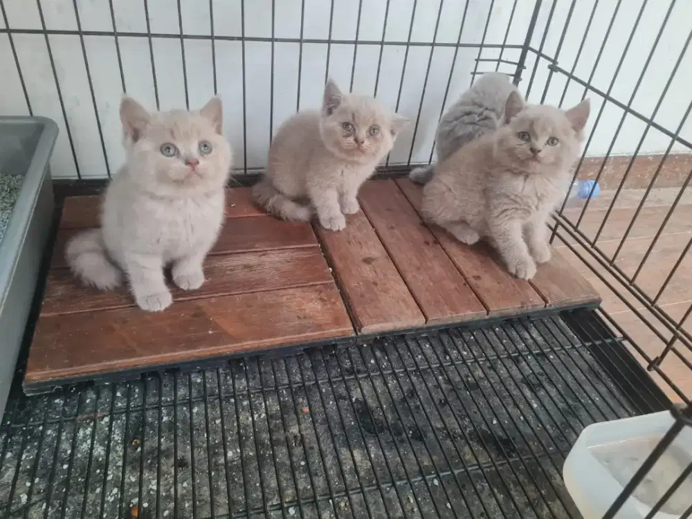 kucing kitten british shorthair betina 100% pure lilac