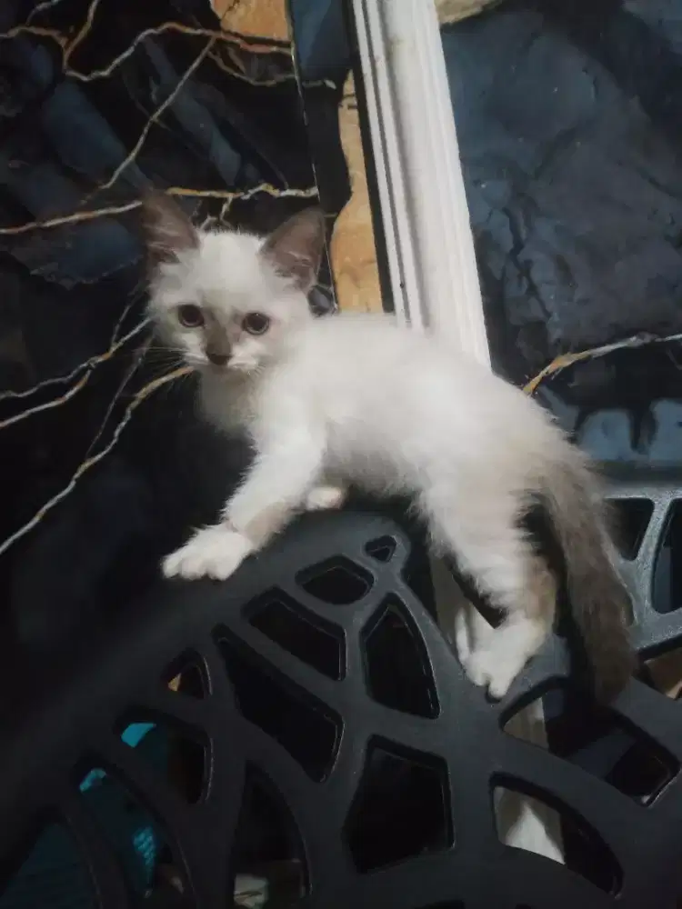 Di jual kitten ragdol Himalaya