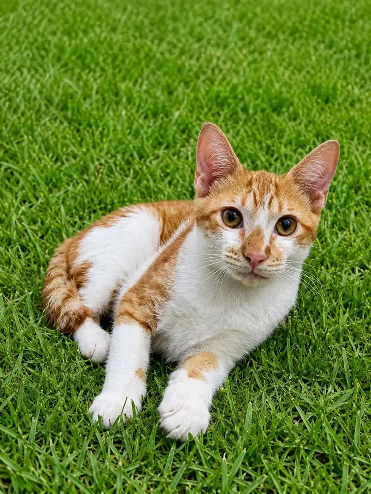Adopsi kucing domestik