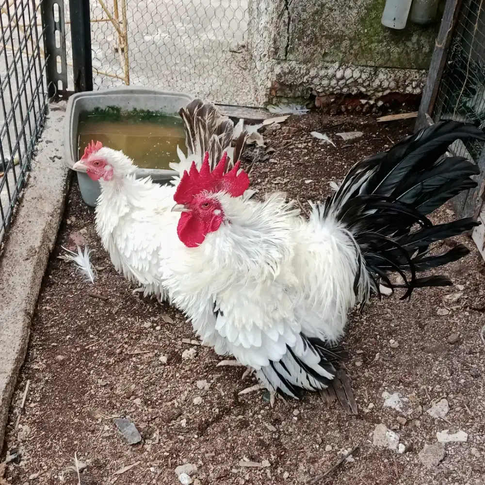 Ayam kate blacktail anakan