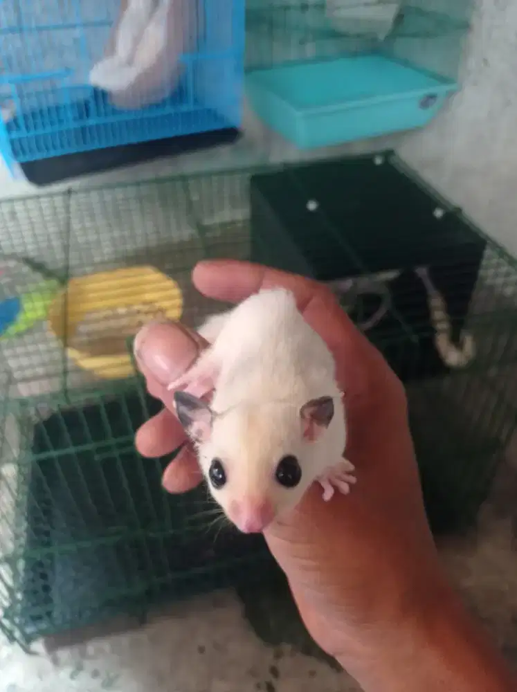 Sugar glider platmos