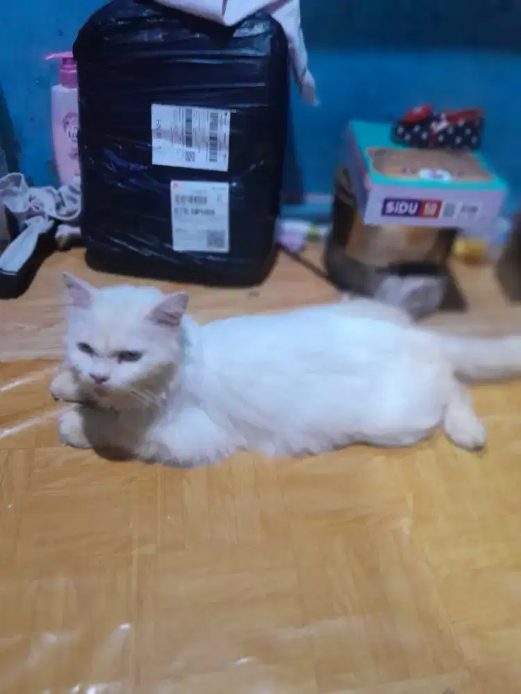 jual kucing persia