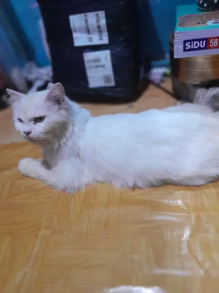 jual kucing persia betina