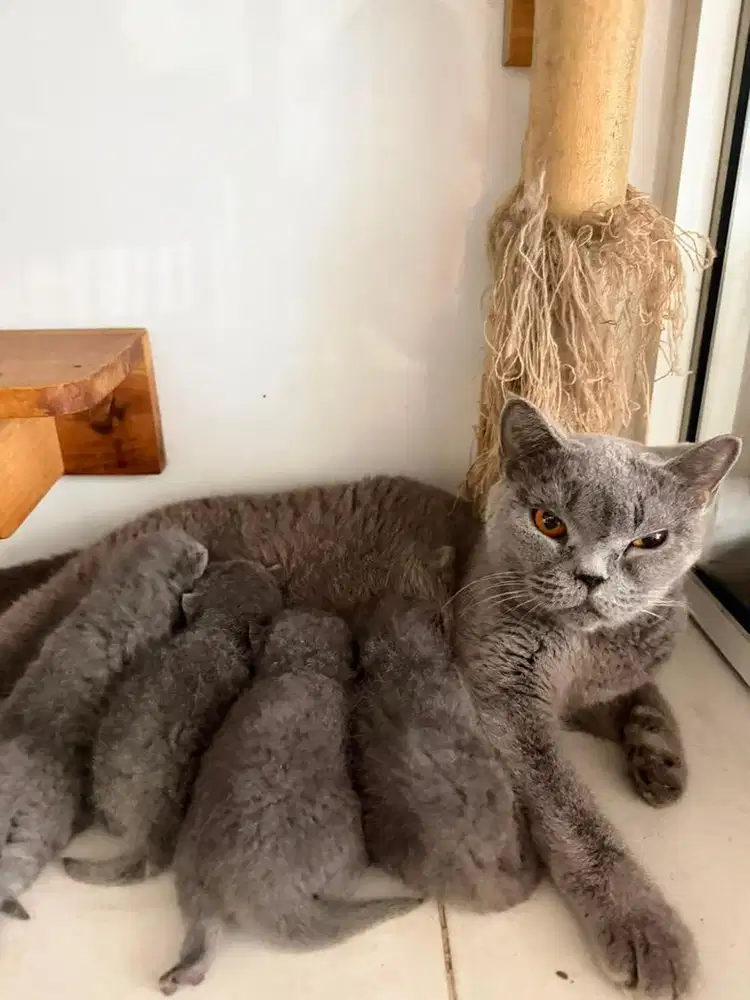 Lepas addopt induk kucing BSH beserta anaknya