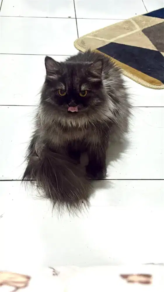 PERSIAN MEDIUM BETINA