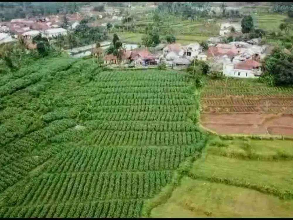 Tanah Datar dan Produktif di Bogor Barat