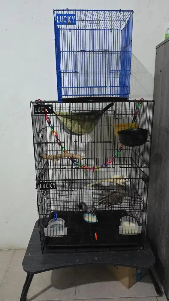 Sugar glider di jual cepat.