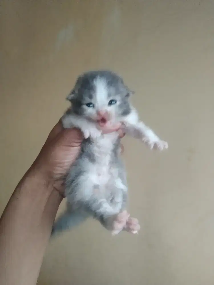 Kucing Persia medium usia 3 Minggu betina