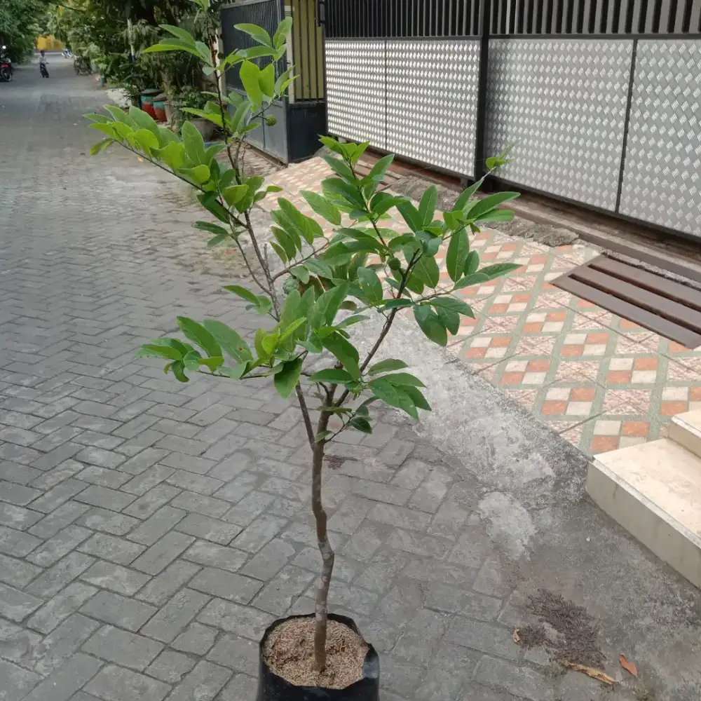 Pohon srikaya lokal berbuah