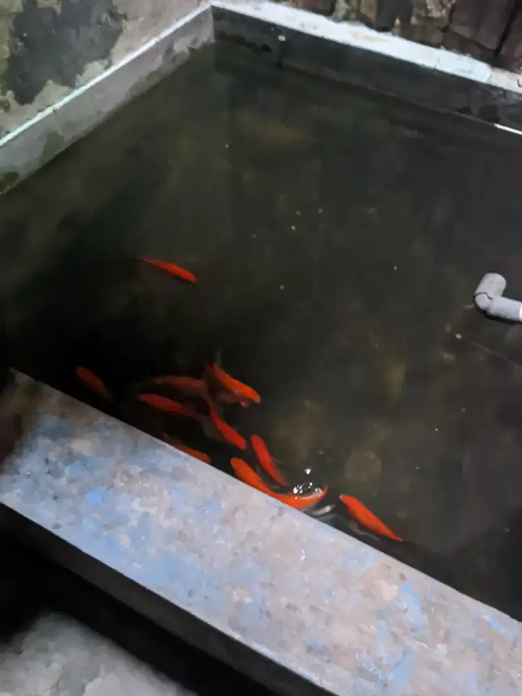 Barter sama Gurame Ikan Mas komet 10 ekor
