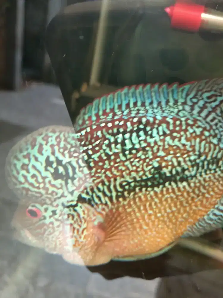 Ikan lohan  kamfa Jenong