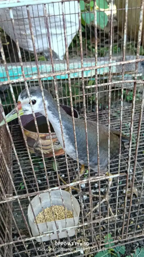 Burung ruwak ruwak