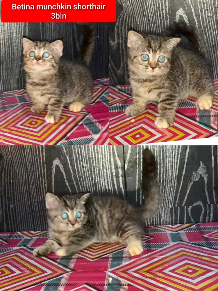 Lepas adopsi kucing persia munchkin