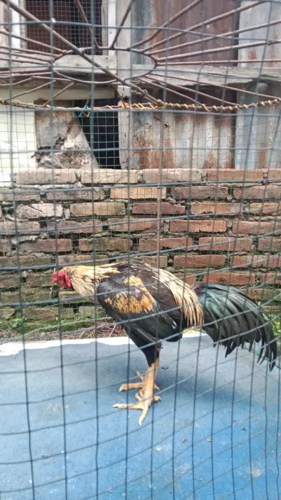 Jalak mangon ori