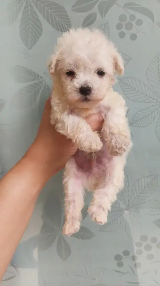 PUPPY TOY POODLE , CEK LOKASI