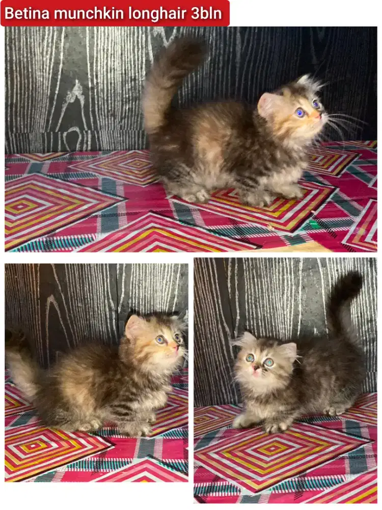 Lepas adopsi kucing persia munchkin betina