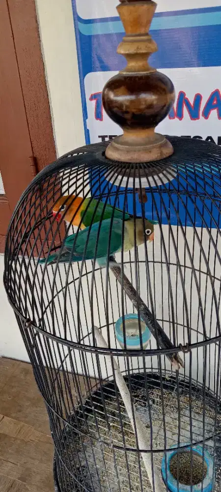 Lovebird sepasang
