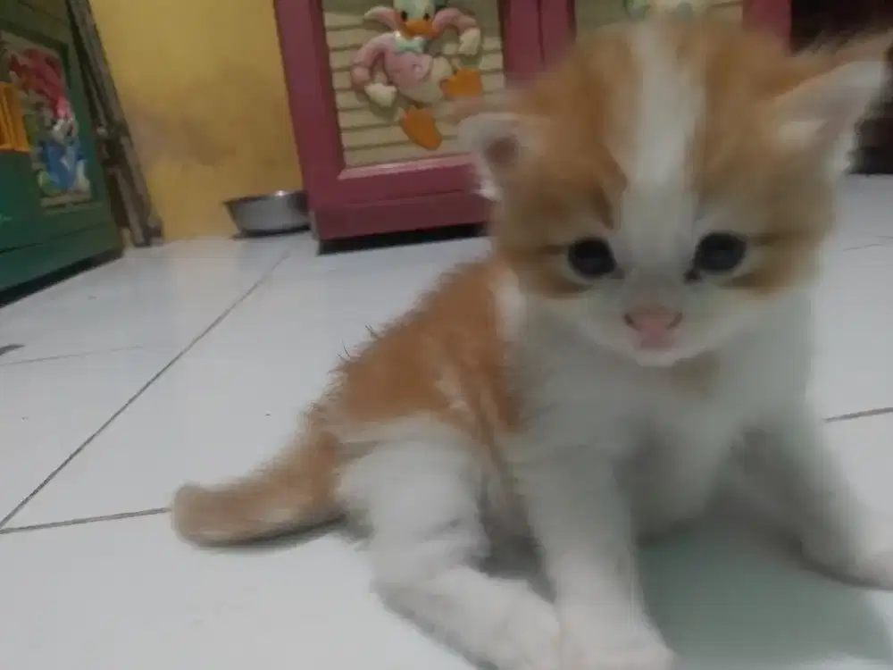 KItten oyen putih (betina)