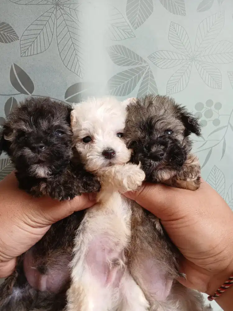 PUPPY TOY POODLE
