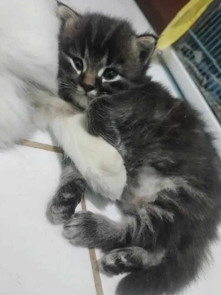 Kitten marble grey betina