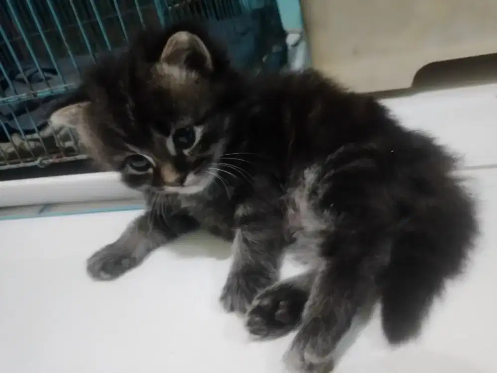 Kitten marble grey betina
