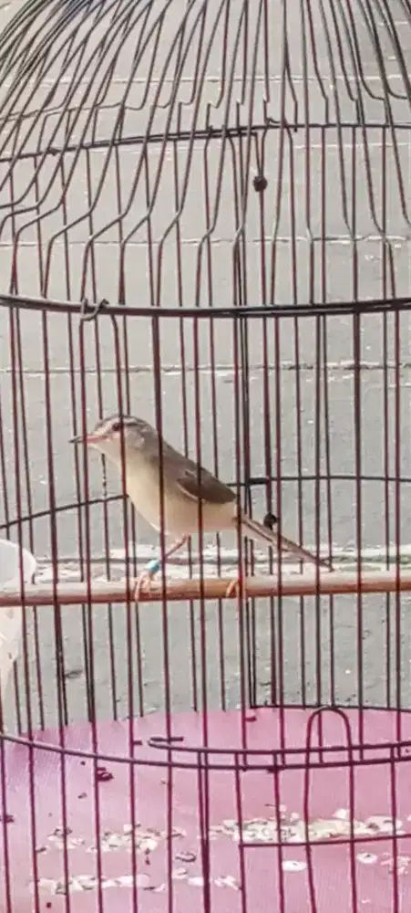 Burung ciblek sawah ( ciwah)