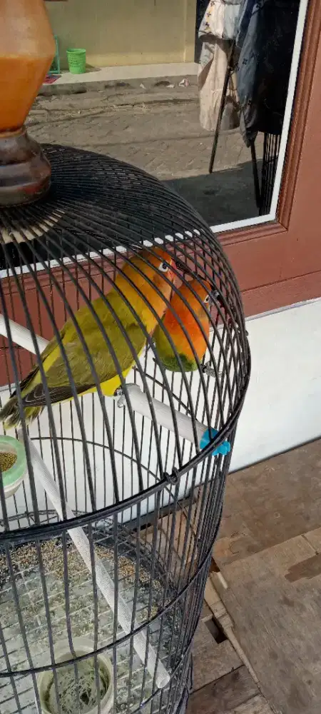 Lovebird sepasang