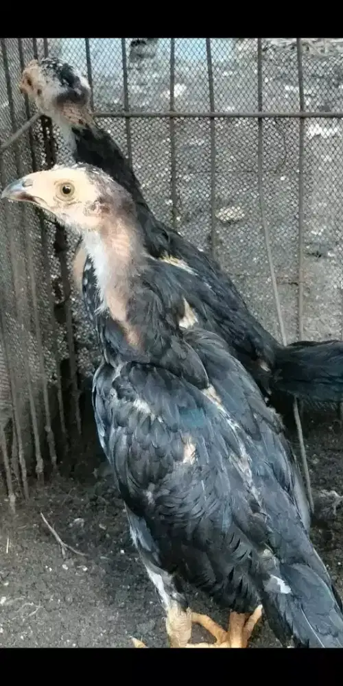 Ayam Siam Birma 2 ekor usia 1 bulan 100rb