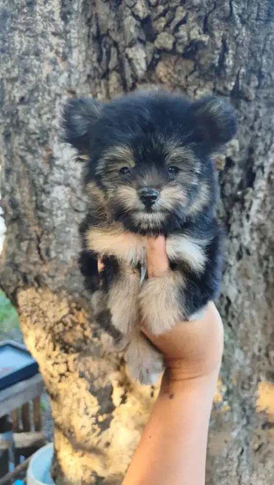 Pomeranian x Poodle