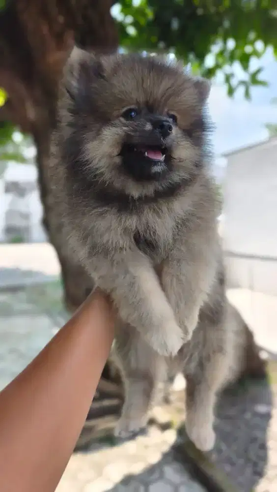 Minipom jantan sable