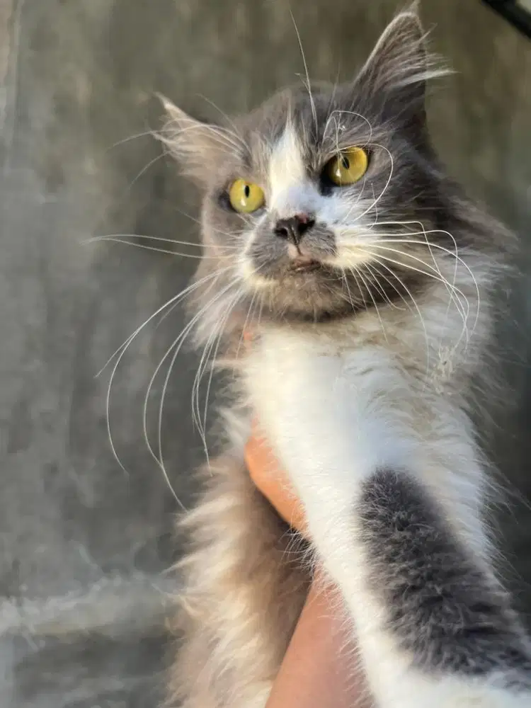 Lepas adopsi kucing betina birahi