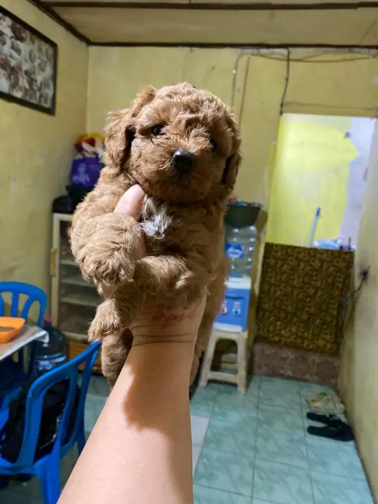 Toy poodle jantan dan betina