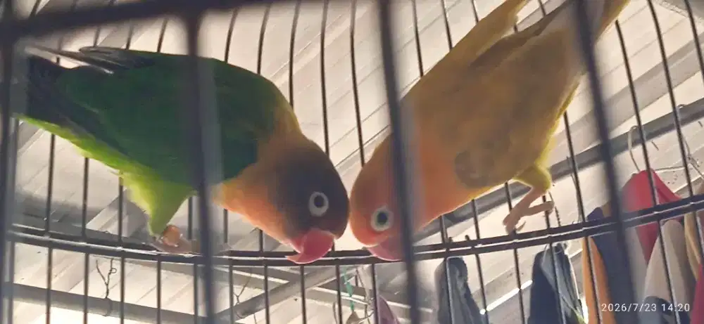 Burung Love Bird Sepasang
