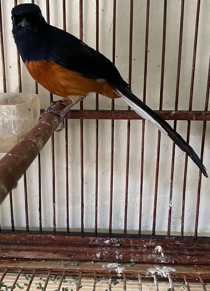mb kaki hitam mulus